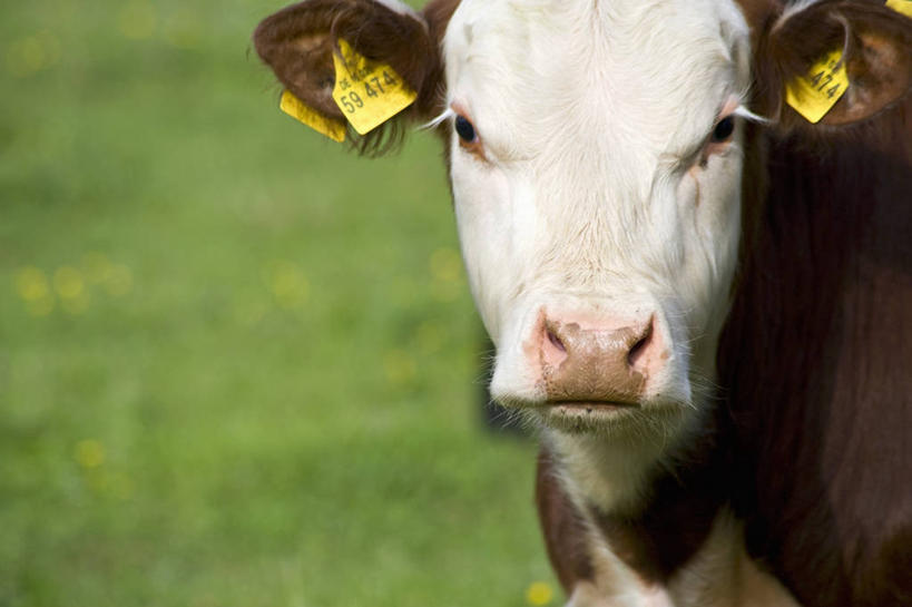 头,无人,农场,站,横图,室外,特写,白天,正面,畜牧业,牧场,草地,草坪,美景,植物,牛,花纹,朦胧,模糊,景观,乳牛,注视,草,一只,绿色,自然,动物,观察,看,站着,家畜,景色,牲畜,观看,察看,关注,自然风光,斑纹,畜牧,牧业,头部,奶牛,站立,半身,彩图