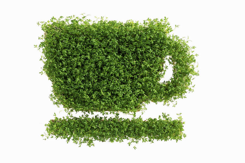 无人,横图,俯视,室内,特写,白天,白色背景,桌面,桌子,芹菜,蔬菜,杯子,餐具,阴影,新鲜,反射,木制,碟子,盘,影子,食品,咖啡杯,食物,盘子,木制品,碟,摄影,有机食品,绿色食品,影棚,根芹菜,根洋芹,球根塘蒿,药芹,水芹,旱芹,彩图,高角度拍摄,影棚拍摄,拍摄