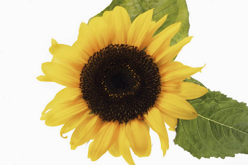 无人,横图,俯视,室内,特写,白天,白色背景,爱情,幸福,太阳,植物,桌面,桌子,向日葵,叶子,阴影,盛开,反射,木制,纹理,影子,绿叶,花蕾,花,花瓣,花朵,鲜花,一朵,黄色,绿色,木制品,花苞,花蕊,嫩叶,摄影,影棚,光辉,沉默,忠诚,肌理,勇敢,投缘,爱慕,高傲,朝阳花,葵花,望日莲,向阳花,转日莲,叶,叶片,叶脉,彩图,高角度拍摄,影棚拍摄,拍摄