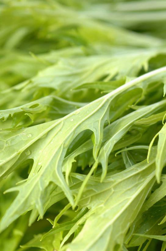 无人,竖图,俯视,室内,特写,白天,植物,蔬菜,叶子,新鲜,纹理,生菜,莴苣,食品,绿叶,食物,绿色,嫩叶,有机食品,绿色食品,肌理,春菜,鹅仔菜,莴仔菜,千金菜,叶用莴苣,奶油生菜,叶,叶片,叶脉,彩图,高角度拍摄