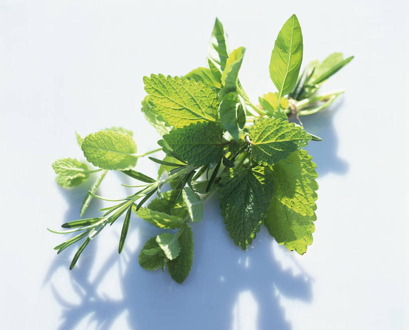 无人,横图,俯视,室内,特写,白天,白色背景,植物,桌面,桌子,叶子,阴影,反射,木制,纹理,影子,薄荷,绿叶,草药,药草,银丹草,中药,绿色,木制品,嫩叶,摄影,影棚,迷迭香,药材,中草药,蜜蜂花,中药材,本草,肌理,海洋之露,斑叶凤梨薄荷,苹果薄荷,夜息香,鼻血草,叶,叶片,叶脉,彩图,高角度拍摄,影棚拍摄,拍摄