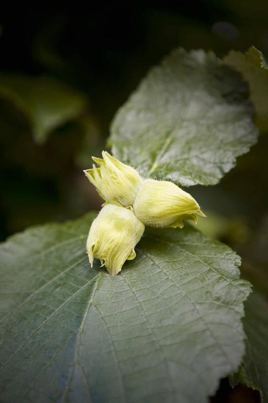 无人,竖图,俯视,室外,特写,白天,植物,叶子,朦胧,模糊,盛开,纹理,坚果,果实,绿叶,花蕾,花,花瓣,花朵,鲜花,绿色,干果,花苞,花蕊,嫩叶,榛子,肌理,山板栗,叶,叶片,叶脉,彩图,高角度拍摄