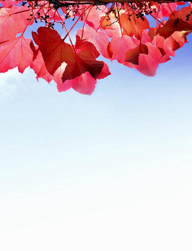 无人,竖图,室外,特写,白天,仰视,美景,植物,叶子,阴影,光线,纹理,影子,景观,绿叶,黄色,蓝色,绿色,蓝天,天空,阳光,自然,天,嫩叶,景色,晴朗,自然风光,万里无云,肌理,叶,叶片,叶脉,晴空,晴空万里,彩图,低角度拍摄