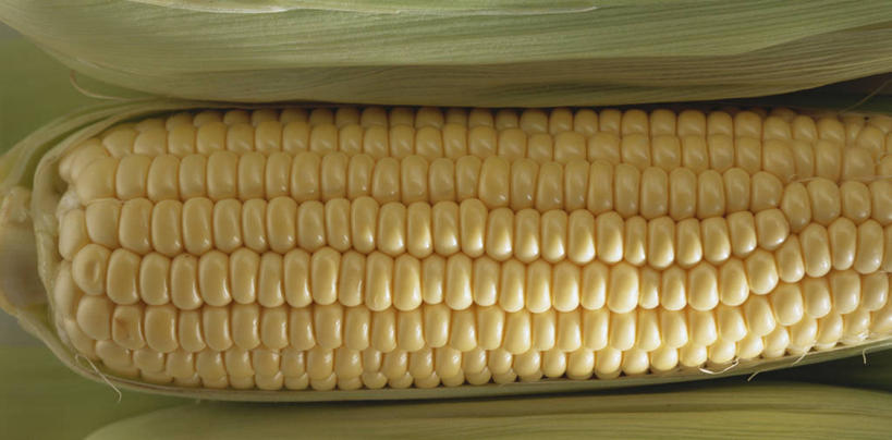 无人,横图,俯视,室内,特写,白天,玉米,蔬菜,阴影,新鲜,反射,棒子,影子,玉蜀黍,食品,食物,一个,摄影,有机食品,绿色食品,影棚,单个,苞米,苞芦,苞谷,包谷,大蜀黍,番麦,薏米包,玉高粱,玉麦,珍珠米,彩图,高角度拍摄,影棚拍摄,拍摄