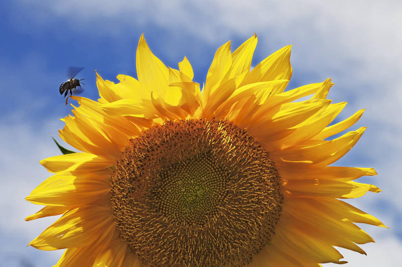 无人,横图,室外,特写,白天,仰视,爱情,幸福,美景,太阳,向日葵,蜜蜂,阴影,盛开,光线,昆虫,影子,景观,云,云朵,花蕾,云彩,注视,停留,花,花瓣,花朵,鲜花,一朵,一只,黄色,蓝色,白云,蓝天,天空,阳光,自然,动物,天,花苞,花蕊,观察,看,景色,晴朗,观看,察看,关注,自然风光,光辉,益虫,沉默,忠诚,勇敢,投缘,爱慕,高傲,朝阳花,葵花,望日莲,向阳花,转日莲,晴空,彩图,低角度拍摄,全身