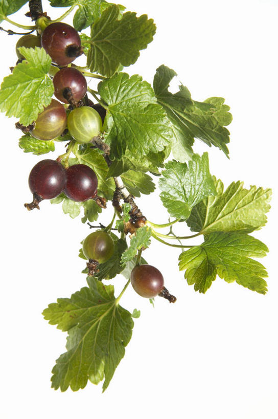 无人,竖图,室内,特写,白天,白色背景,仰视,浆果,水果,叶子,许多,吊挂,悬挂,阴影,新鲜,反射,影子,生食,食品,果实,绿叶,挂,食物,嫩叶,摄影,有机食品,绿色食品,影棚,叶,叶片,醋栗,彩图,低角度拍摄,影棚拍摄,拍摄