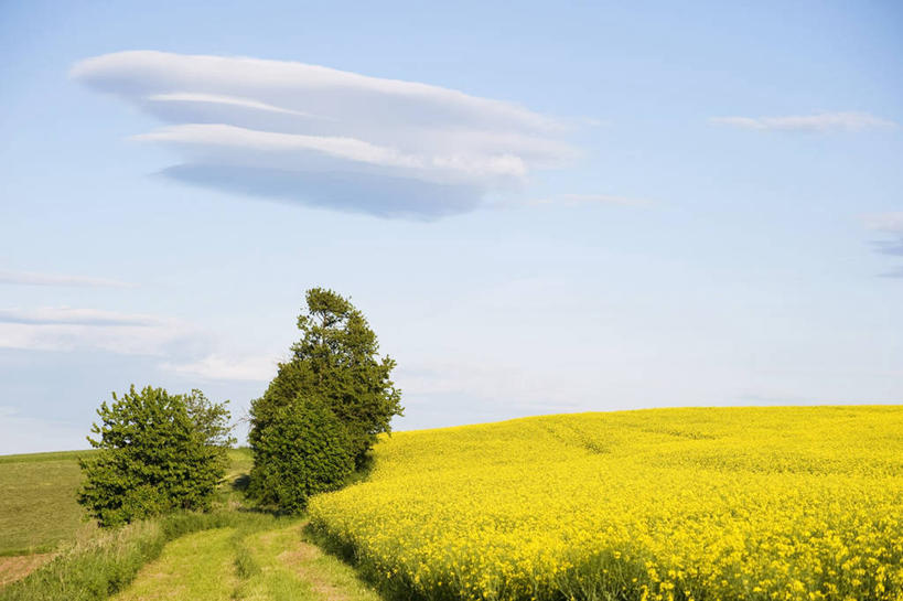 无人,横图,室外,白天,正面,旅游,度假,草地,草坪,花海,花圃,美景,植物,道路,路,叶子,阴影,盛开,光线,影子,景观,云,云朵,小路,交通,花蕾,云彩,娱乐,草,花,花瓣,花朵,花卉,鲜花,树,树木,蓝色,绿色,白云,蓝天,天空,阳光,自然,花丛,花束,花田,天,花苞,花蕊,油菜花,享受,休闲,景色,放松,生长,晴朗,成长,自然风光,晴空,彩图,芸苔,芸薹