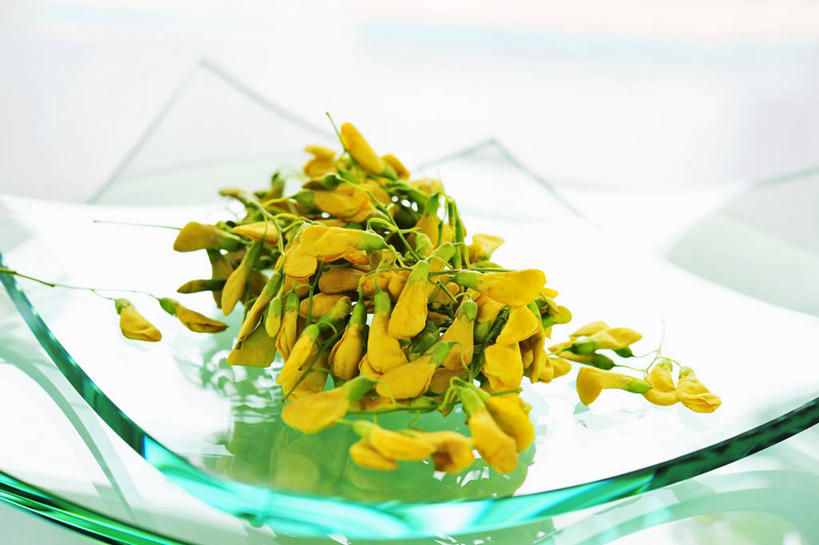 无人,横图,俯视,室内,特写,白天,白色背景,植物,餐桌,桌子,餐具,一堆,许多,阴影,堆叠,堆积,朦胧,模糊,透明,反射,碟子,盘,影子,草药,药草,花蕾,中药,花,花瓣,鲜花,两个,盘子,碟,花苞,花蕊,摄影,影棚,餐台,堆,药材,中草药,中药材,本草,通明,彩图,高角度拍摄,影棚拍摄,拍摄