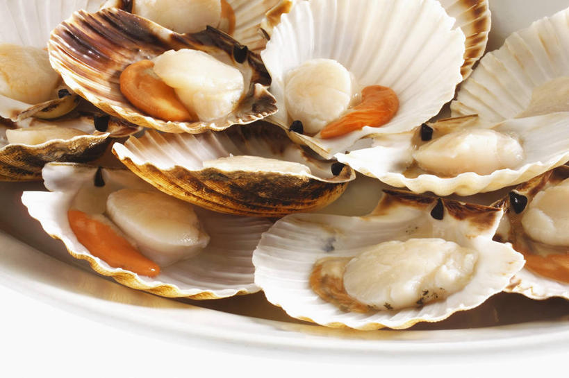 海鲜,无人,横图,俯视,室内,特写,白天,餐具,一堆,许多,阴影,堆叠,堆积,反射,碟子,盘,影子,扇贝,水产,海洋生物,白色,盘子,碟,摄影,影棚,堆,海扇,水生动物,海产品,水生物,海底动物,彩图,高角度拍摄,影棚拍摄,拍摄