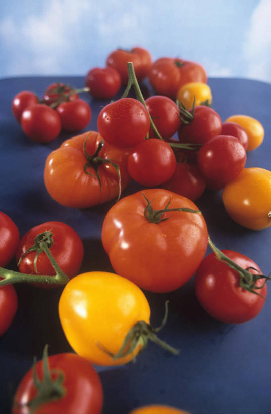 无人,竖图,俯视,室内,特写,白天,餐桌,桌子,蔬菜,西红柿,小番茄,一堆,许多,阴影,堆叠,堆积,新鲜,反射,影子,食品,食物,黄色,红色,橙色,摄影,有机食品,绿色食品,影棚,餐台,堆,小西红柿,樱桃小番茄,珍珠小番茄,樱桃番茄,圣女果,番茄,彩图,高角度拍摄,影棚拍摄,拍摄