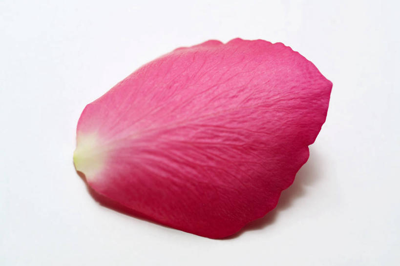 无人,横图,俯视,室内,特写,白天,白色背景,餐桌,桌子,阴影,反射,影子,花蕾,花,花瓣,花朵,鲜花,一朵,花苞,花蕊,摄影,影棚,餐台,彩图,高角度拍摄,影棚拍摄,拍摄