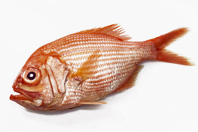 海鲜,无人,横图,俯视,室内,特写,白天,白色背景,餐桌,桌子,一条,阴影,反射,鱼,影子,水产,鱼类,海洋生物,红色,摄影,影棚,餐台,鲈鱼,水生动物,海产品,水生物,海底动物,花鲈,鲈板,鲈子鱼,彩图,高角度拍摄,全身,影棚拍摄,拍摄