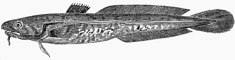 海鲜,无人,横图,室内,特写,白天,侧面,绘画,一条,阴影,艺术,反射,鱼,影子,古典,文化,水产,鱼类,海洋生物,工艺品,品味,美术,高雅,水生动物,海产品,水生物,海底动物,美学,彩图,全身