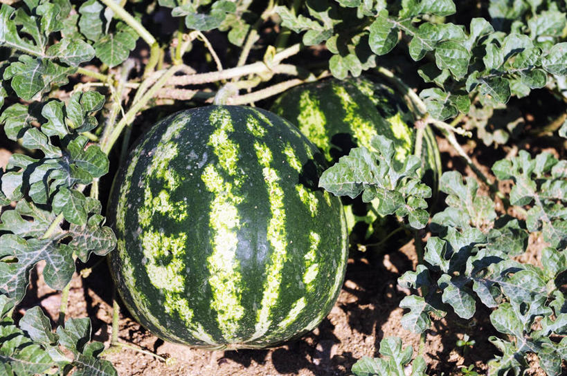 无人,农田,横图,俯视,室外,特写,白天,庄稼,农作物,美景,西瓜,水果,叶子,阴影,丰富,丰收,新鲜,光线,影子,景观,生食,食品,果实,绿叶,丰盛,食物,阳光,自然,嫩叶,景色,有机食品,绿色食品,自然风光,丰登,丰硕,叶,叶片,寒瓜,彩图,高角度拍摄,耕地,庄稼田