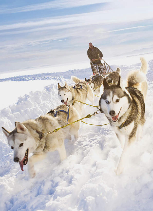 西方人,一个人,推,竖图,室外,白天,正面,宠物,狗,欧洲,欧洲人,仅一个男性,仅一个人,仅一个中年男性,许多,奔驰,阴影,服装,光线,影子,云,云朵,云彩,注视,车,衣服,蓝色,白云,蓝天,天空,阳光,动物,交通工具,天,奔跑,观察,看,温暖,棉衣,可爱,哈士奇,哈士奇犬,服饰,晴朗,观看,保暖,雪橇,察看,御寒,关注,载具,西伯利亚雪橇犬,雪橇犬,雪橇车,忠诚,棉袄,哈士奇狗,西伯利亚哈士奇,棉服,冬装,男人,男性,中年男性,白种人,晴空,犬,彩图,全身,袄子,棉被服