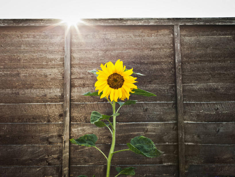 无人,栏杆,横图,室外,白天,正面,爱情,旅游,度假,幸福,美景,太阳,向日葵,英国,欧洲,阴影,光线,影子,栅栏,墙,景观,篱笆,围栏,娱乐,护栏,英格兰,墙壁,墙面,一朵,黄色,蓝色,蓝天,天空,阳光,自然,天,享受,休闲,景色,放松,晴朗,西欧,自然风光,大不列颠,光辉,沉默,忠诚,大不列颠及北爱尔兰联合王国,万里无云,勇敢,投缘,爱慕,英吉利,诺坦普顿,高傲,朝阳花,葵花,望日莲,向阳花,转日莲,晴空,晴空万里,彩图,大不列颠王国,大英帝国,联合王国,日不落帝国