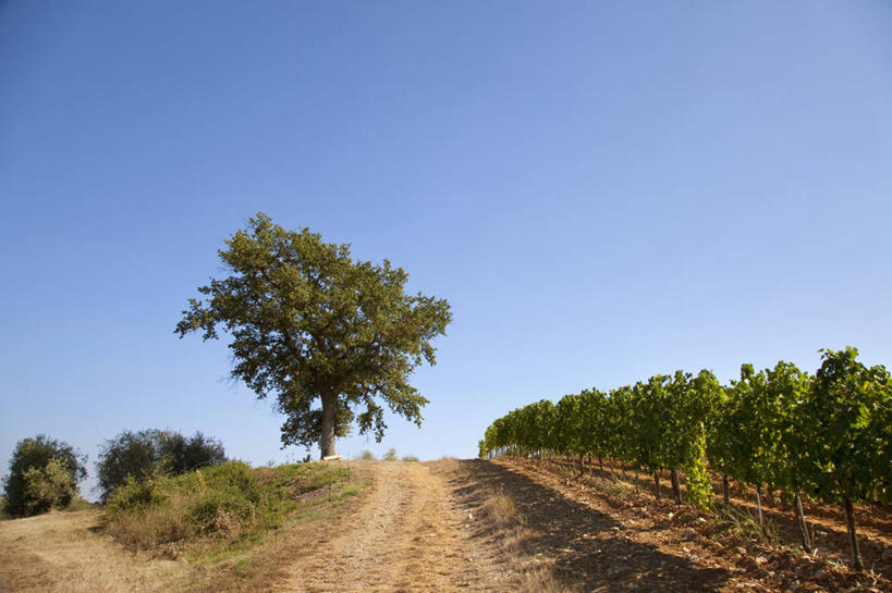 无人,果园,横图,室外,白天,正面,旅游,度假,美景,田园,道路,路,意大利,欧洲,一排,许多,阴影,整齐,并列,并排,光线,影子,景观,小路,交通,娱乐,葡萄园,架子,排列,蓝色,蓝天,天空,阳光,自然,庄园,天,享受,休闲,景色,放松,晴朗,支撑,固定,托斯卡纳,队列,南欧,自然风光,平行,葡萄架,万里无云,意大利共和国,托斯卡纳大区,奇扬第,晴空,晴空万里,彩图
