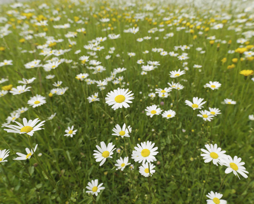 无人,横图,俯视,室外,特写,白天,旅游,度假,快乐,幸福,花海,花圃,美景,植物,叶子,德国,欧洲,盛开,景观,玛格丽特,花蕾,娱乐,雏菊,花,花瓣,花朵,花卉,鲜花,绿色,自然,花丛,花束,花田,花苞,花蕊,享受,休闲,菊花,景色,放松,活力,希望,坚强,西欧,自然风光,和平,离别,德意志联邦共和国,延命菊,幸福花,春菊,马兰头花,暗恋,纯情,单恋,巴伐利亚,巴伐利亚州,拜恩州,拜恩自由州,天真,彩图,高角度拍摄,愉快