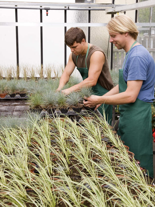 西方人,两个人,伙伴,朋友,店员,站,笑,微笑,露齿笑,竖图,室内,白天,正面,友谊,合作,团队,植物,窗户,落地窗,欧洲,欧洲人,握,服装,盆栽,围裙,盆景,拿,温室,拿着,注视,休闲装,玻璃窗,衣服,绿色,自然,观察,看,站着,营业员,休闲,休闲服,战略,握着,服饰,设施,生长,成长,观看,察看,暖房,防寒,关注,加温,透光,保温,联合,合谋,销售人员,配合,协作,男人,男性,年轻男性,白种人,售货员,站立,半身,彩图