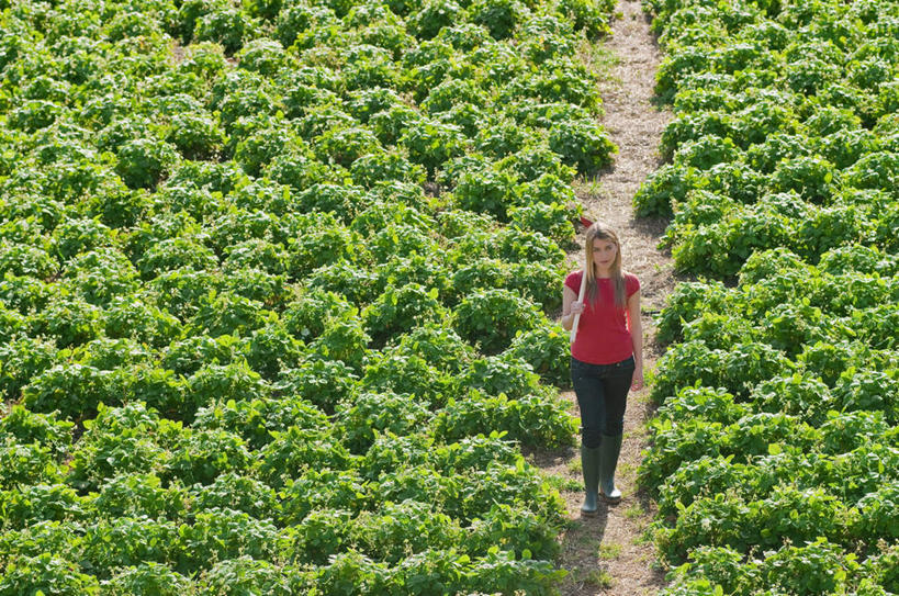 西方人,一个人,农田,农场,走,笑,微笑,横图,俯视,室外,白天,T恤衫,庄稼,农作物,植物,草莓,浆果,水果,鞋子,欧洲,欧洲人,仅一个年轻女性,仅一个女性,仅一个人,许多,阴影,服装,新鲜,光线,影子,雨鞋,雨靴,生食,食品,果实,T恤,注视,休闲装,靴子,食物,排列,衣服,红色,绿色,阳光,自然,观察,看,休闲,休闲服,服饰,有机食品,绿色食品,生长,成长,观看,察看,队列,关注,胶鞋,年轻女性,女人,女性,白种人,洋莓,水果皇后,红莓,地莓,步行,散步,走路,彩图,高角度拍摄,全身,耕地,庄稼田