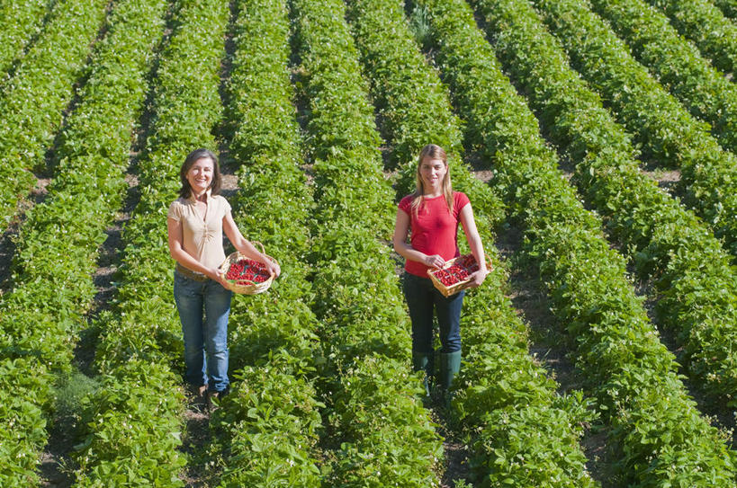 西方人,两个人,家庭,母亲,女儿,农田,农场,站,捧,笑,交叉,微笑,露齿笑,横图,俯视,室外,白天,T恤衫,庄稼,农作物,采摘,植物,竹子,草莓,浆果,帽子,水果,欧洲,欧洲人,阴影,竹制,服装,裤子,丰收,新鲜,编织,光线,草帽,篮子,影子,生食,食品,果实,T恤,注视,牛仔裤,休闲装,食物,衣服,红色,绿色,阳光,自然,竹篮,观察,看,站着,休闲,温暖,温馨,母女,一家人,休闲服,母爱,服饰,有机食品,绿色食品,生长,收获,成长,观看,竹条,交织,和睦,察看,竹制品,关注,穿插,年轻女性,女人,女性,中年女性,白种人,洋莓,水果皇后,红莓,地莓,端,端着,捧着,手捧,站立,彩图,高角度拍摄,全身,耕地,庄稼田,融洽