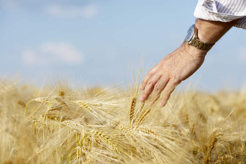 西方人,手,一个人,农田,站,摸,横图,室外,特写,白天,衬衫,庄稼,农作物,欧洲,欧洲人,仅一个男性,仅一个人,仅一个中年男性,抚摸,阴影,时间,光线,时钟,手表,影子,云,云朵,麦田,计时,云彩,背面,蓝色,白云,蓝天,天空,阳光,钟表,天,站着,手部,表,晴朗,单手,腕表,男人,男性,中年男性,白种人,钟,晴空,触摸,接触,站立,半身,彩图,衬衣,耕地,庄稼田