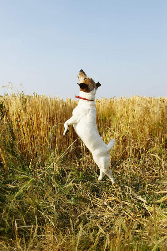 无人,农田,跳,竖图,室外,白天,侧面,庄稼,农作物,宠物,狗,阴影,光线,影子,云,云朵,麦田,云彩,注视,一只,红色,蓝色,白云,蓝天,天空,阳光,动物,天,观察,看,可爱,晴朗,观看,察看,关注,忠诚,项圈,晴空,犬,抬头,跳跃,仰头,彩图,全身,耕地,庄稼田