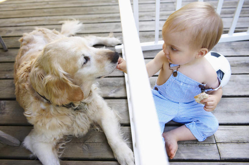 西方人,婴儿,儿童,一个人,栏杆,坐,笑,摸,微笑,横图,俯视,室外,白天,纯洁,足球,地板,宠物,狗,欧洲,欧洲人,仅一个人,抚摸,裤子,围栏,足球装备,地面,注视,金毛犬,运动器械,护栏,木地板,一只,小孩,蓝色,动物,观察,看,背带裤,健身器械,可爱,活泼,金毛,观看,察看,金毛猎犬,关注,宝宝,寻回犬,健身器材,纯真,烂漫,无邪,金毛寻回犬,忠诚,蹴鞠,金毛狗,金毛寻回狗,寻回狗,饭单裤,工装裤,伶俐,天真,足球运动,白种人,孩子,犬,触摸,接触,坐着,彩图,高角度拍摄,全身,运动器材