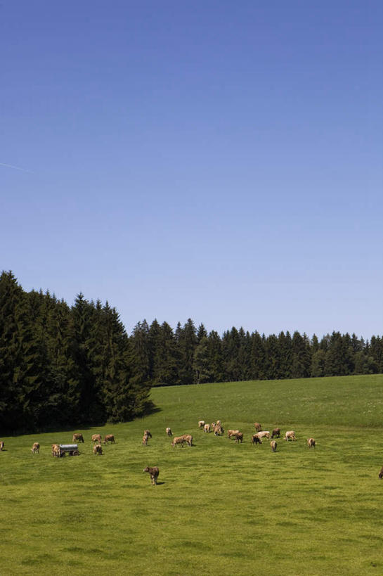 无人,竖图,室外,白天,正面,旅游,度假,草地,草坪,美景,植物,德国,欧洲,阴影,光线,影子,景观,娱乐,草,树,树木,蓝色,绿色,蓝天,天空,阳光,自然,天,享受,休闲,景色,放松,生长,晴朗,成长,西欧,自然风光,万里无云,德意志联邦共和国,巴伐利亚,巴伐利亚州,拜恩州,拜恩自由州,晴空,晴空万里,彩图