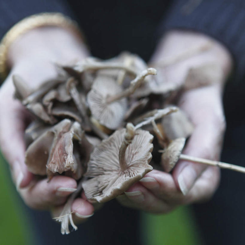 西方人,手,一个人,站,捧,方图,俯视,室外,特写,白天,草地,草坪,植物,蔬菜,欧洲,欧洲人,双手,仅一个女性,仅一个人,一堆,许多,阴影,堆叠,堆积,服装,朦胧,模糊,新鲜,光线,影子,菌菇,蘑菇,食品,很多,菌类,休闲装,草,食物,衣服,绿色,灰色,阳光,站着,休闲,手部,休闲服,食用菌,服饰,仅一个老年女性,有机食品,绿色食品,堆,老年女性,女人,女性,白种人,端,端着,捧着,手捧,站立,半身,彩图,高角度拍摄