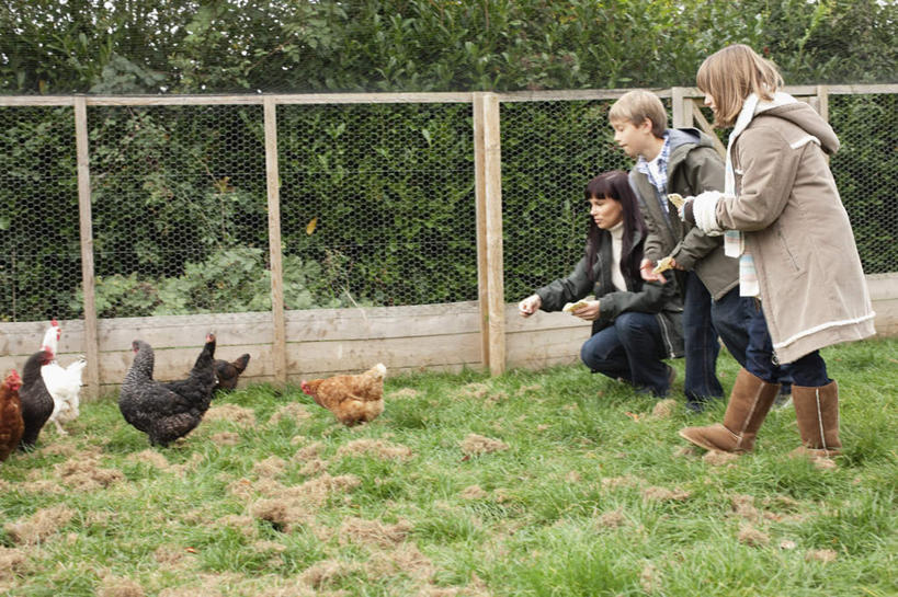 西方人,儿童,中年人,三个人,家庭,母亲,女儿,儿子,栏杆,站,蹲,横图,室外,白天,正面,纯洁,草地,草坪,植物,鸡,欧洲,欧洲人,阴影,服装,光线,影子,围栏,注视,休闲装,护栏,家禽,草,树,树木,小孩,衣服,绿色,阳光,自然,动物,低头,观察,看,站着,休闲,温暖,温馨,母女,母子,一家人,休闲服,连帽衫,可爱,母爱,童年,童趣,服饰,牲畜,生长,成长,观看,和睦,察看,关注,帽衫,童真,烂漫,无邪,垂头,天真,男孩,男人,男性,女孩,女人,女性,中年女性,白种人,孩子,蹲着,站立,彩图,全身,融洽,男生,女生