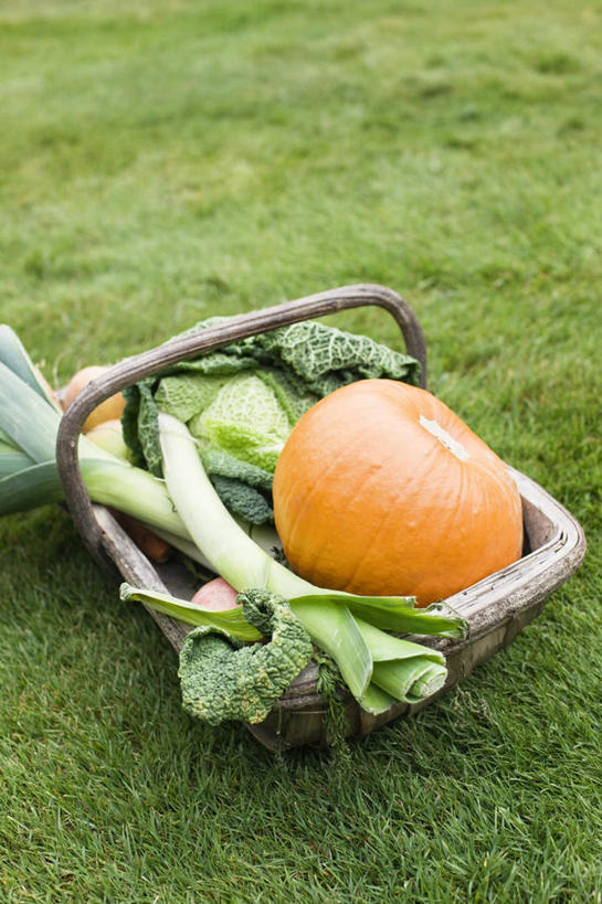 无人,交叉,竖图,俯视,室外,特写,白天,草地,草坪,美景,植物,竹子,南瓜,蔬菜,椰菜,卷心菜,一堆,阴影,堆叠,堆积,竹制,新鲜,编织,光线,篮子,影子,景观,金瓜,韭菜,食品,番瓜,草,食物,一个,绿色,阳光,自然,竹篮,甘蓝,景色,有机食品,绿色食品,单个,竹条,堆,麦瓜,倭瓜,交织,竹制品,自然风光,起阳草,韭,山韭,长生韭,穿插,结球甘蓝,甘兰,包心菜,彩图,高角度拍摄