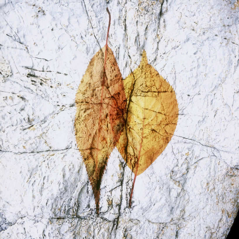 无人,竖图,室内,白天,正面,数码,科技,石头,叶子,阴影,网络,石子,枯叶,落叶,高光,几何,计算机图形,合成,电脑合成图,数码合成图,两匹,合成图,写实,具体,具象,叶,叶片,石块,岩石,彩图