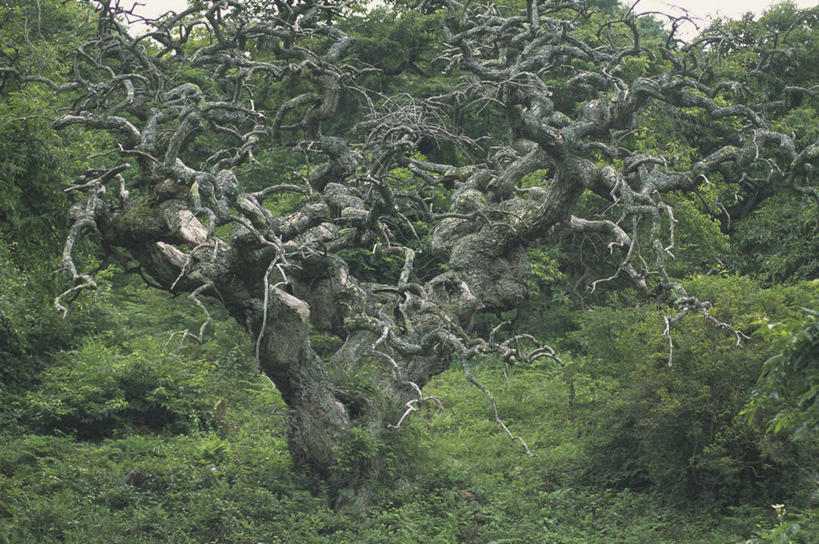 无人,横图,室外,白天,正面,旅游,度假,草地,草坪,美景,树林,植物,景观,板栗树,枝条,娱乐,草,树,树木,树枝,绿色,天空,自然,天,享受,休闲,景色,放松,生长,成长,自然风光,虬枝,枝杈,彩图,栗子树