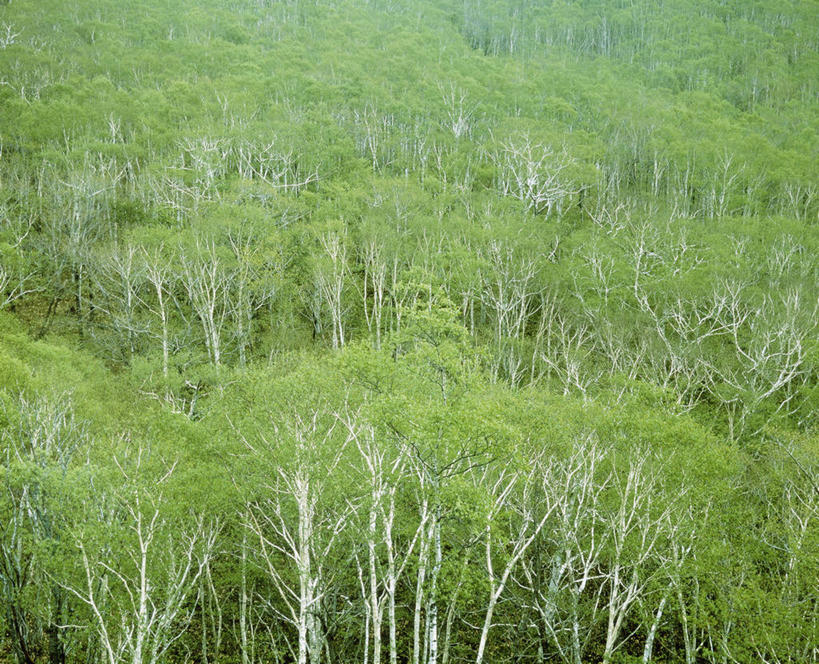 无人,横图,俯视,室外,白天,旅游,度假,美景,森林,树林,植物,北海道,日本,亚洲,景观,娱乐,树,树木,绿色,自然,享受,休闲,景色,放松,茂密,白桦,茂盛,生长,成长,自然风光,东亚,日本国,北海道地方,北海道岛,桦树,桦皮树,桦木,彩图,高角度拍摄