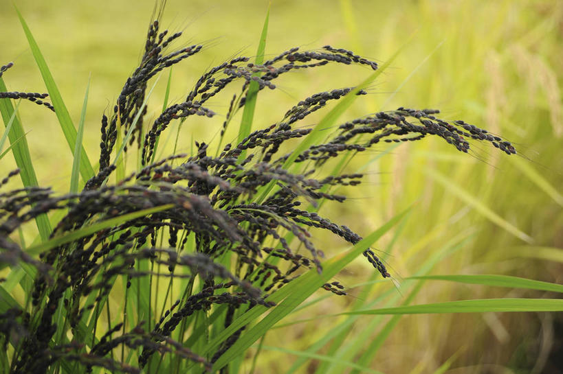 无人,农田,横图,室外,特写,白天,正面,庄稼,农作物,美景,叶子,阴影,朦胧,模糊,光线,影子,景观,谷类,谷物,绿叶,米,大米,阳光,自然,嫩叶,景色,自然风光,黑米,叶,叶片,彩图,耕地,庄稼田