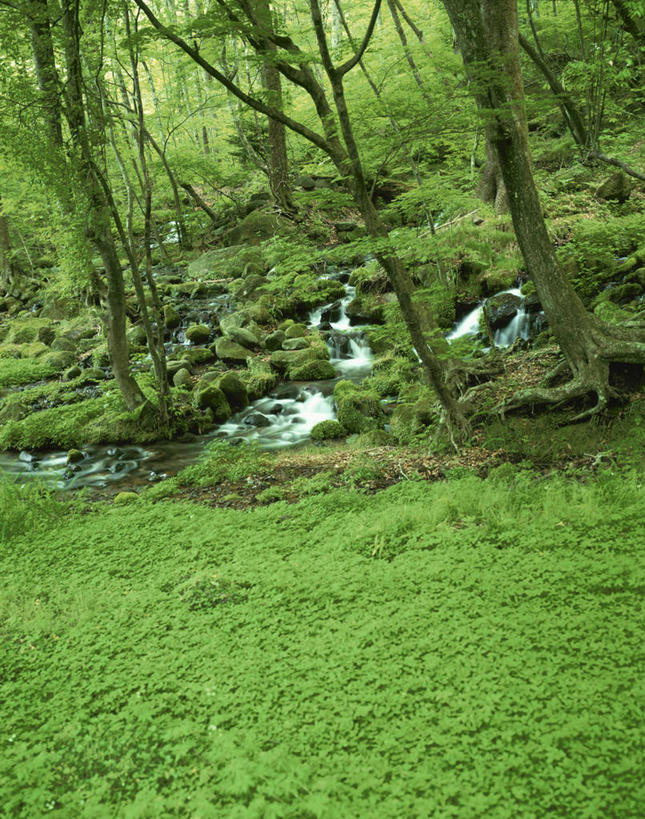 无人,竖图,室外,白天,正面,旅游,度假,草地,草坪,河流,美景,森林,树林,水,植物,日本,亚洲,河水,景观,水流,青苔,苔藓,娱乐,草,树,树木,绿色,小溪,自然,溪水,享受,休闲,景色,放松,生长,成长,自然风光,东亚,本州,关东地方,本州岛,日本国,栃木,栃木县,彩图,盐谷郡,盐谷町