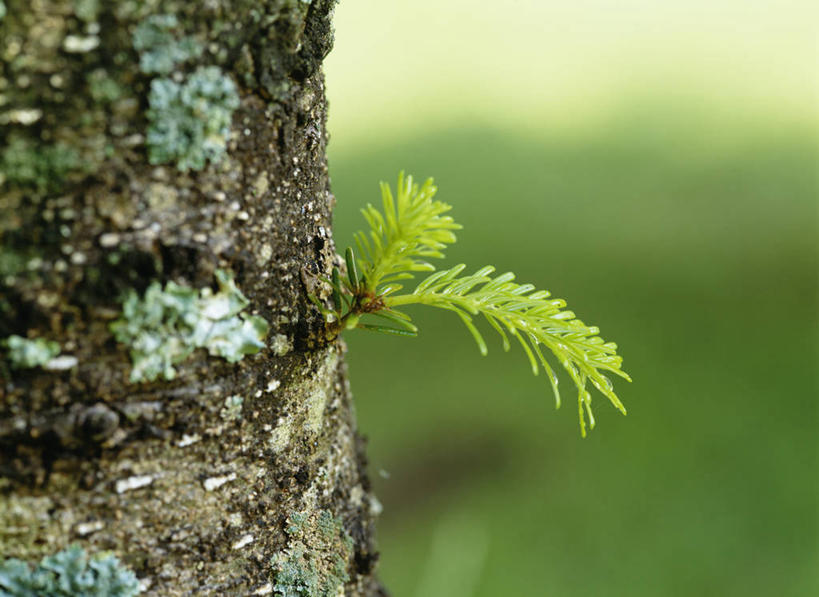 无人,横图,室外,特写,白天,正面,美景,松树,北海道,日本,亚洲,阴影,朦胧,模糊,光线,影子,景观,枝条,地衣,树枝,阳光,自然,景色,自然风光,杉树,坚定,东亚,日本国,北海道地方,北海道岛,长寿,贞洁,虬枝,枝杈,彩图,枝状地衣