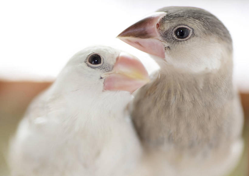 头,无人,站,横图,室内,特写,白天,正面,窗户,鸟,野生动物,阴影,朦胧,模糊,反射,鸟类,影子,注视,玻璃窗,动物,观察,看,站着,两只,可爱,活泼,观看,察看,关注,蜡嘴鸟,梅花雀,头部,站立,半身,彩图,禾雀,灰文鸟,文鸟,爪哇禾雀