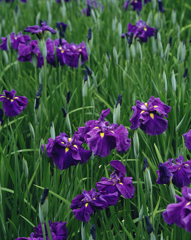 无人,竖图,俯视,室外,特写,白天,爱情,友谊,草地,草坪,花海,花圃,美景,植物,叶子,日本,亚洲,阴影,盛开,光线,影子,景观,鸢尾花,花蕾,草,花,花瓣,花朵,花卉,鲜花,绿色,紫色,阳光,自然,花丛,花束,花田,花苞,花蕊,景色,鸢尾,自然风光,东亚,本州,本州岛,日本国,中国地方,紫蝴蝶,蓝蝴蝶,扁竹花,山口,山口县,彩图,高角度拍摄,岩国,岩国市,爱丽丝,爱丽丝花