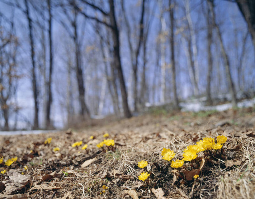 无人,横图,室外,特写,白天,正面,幸福,花海,花圃,美景,树林,植物,叶子,北海道,日本,亚洲,阴影,朦胧,模糊,盛开,光线,影子,景观,枝条,花蕾,花,花瓣,花朵,花卉,鲜花,树,树木,树枝,黄色,蓝色,绿色,蓝天,天空,阳光,自然,花丛,花束,花田,天,花苞,花蕊,景色,生长,晴朗,成长,吉祥,自然风光,东亚,如意,万里无云,日本国,北海道地方,北海道岛,福寿草,冰里花,冰凉花,冰了花,冰凌花,冰溜花,侧金盏花,金盅花,虬枝,枝杈,晴空,晴空万里,彩图