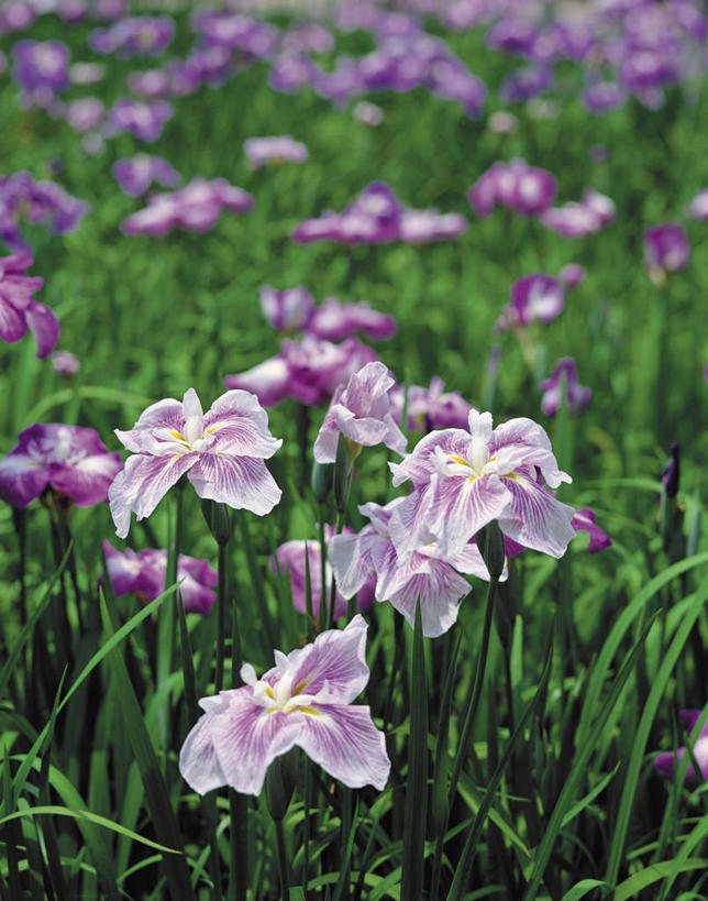 无人,竖图,室外,特写,白天,正面,爱情,友谊,花海,花圃,美景,植物,叶子,日本,亚洲,阴影,朦胧,模糊,盛开,光线,影子,景观,鸢尾花,花蕾,花,花瓣,花朵,花卉,鲜花,绿色,阳光,自然,花丛,花束,花田,花苞,花蕊,景色,鸢尾,自然风光,东亚,本州,本州岛,日本国,中国地方,紫蝴蝶,蓝蝴蝶,扁竹花,山口,山口县,彩图,岩国,岩国市,爱丽丝,爱丽丝花