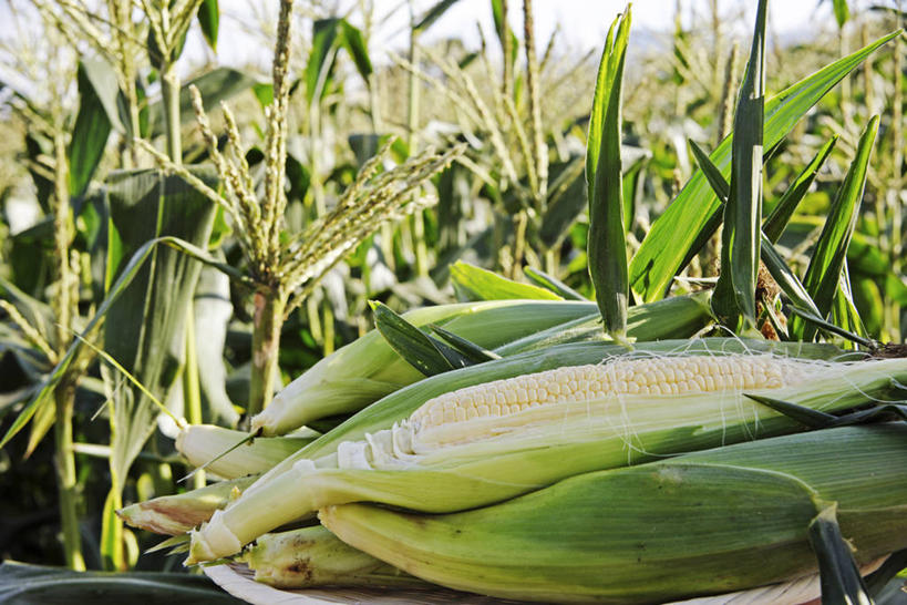 无人,农田,横图,室外,特写,白天,正面,庄稼,农作物,玉米,美景,地铁,蔬菜,许多,阴影,朦胧,模糊,新鲜,光线,棒子,影子,景观,玉蜀黍,食品,轨道交通,很多,食物,蓝色,蓝天,天空,阳光,自然,天,景色,有机食品,绿色食品,晴朗,苞米,自然风光,苞芦,苞谷,万里无云,包谷,大蜀黍,番麦,薏米包,玉高粱,玉麦,珍珠米,晴空,晴空万里,玉米田,彩图,耕地,庄稼田,地铁机动车,地下铁,轻轨