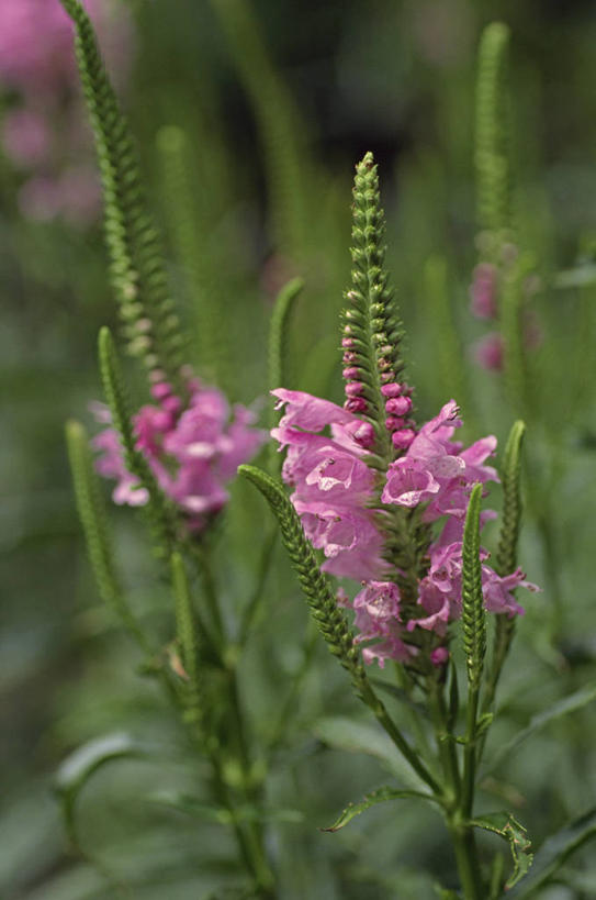 无人,竖图,室外,特写,白天,正面,草地,草坪,花海,花圃,美景,植物,叶子,阴影,朦胧,模糊,盛开,光线,影子,景观,花蕾,草,花,花瓣,花朵,花卉,鲜花,绿色,阳光,自然,花丛,花束,花田,花苞,花蕊,景色,自然风光,芝麻花,彩图,假龙头,假龙头花,随意草