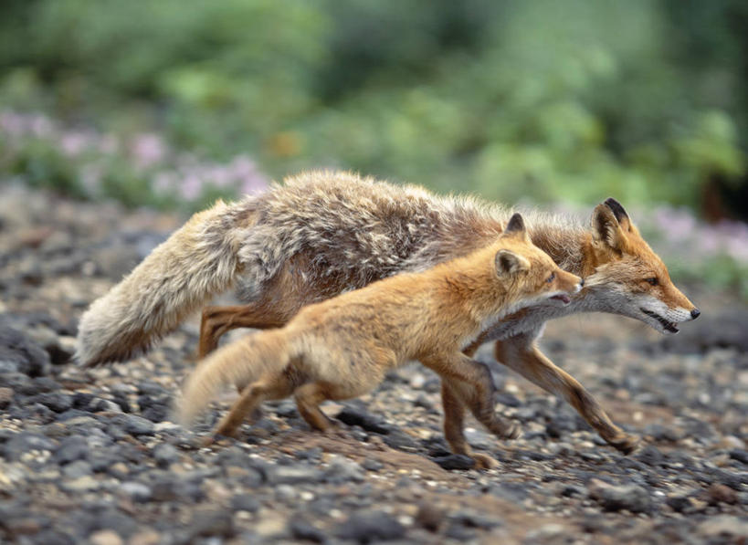无人,走,横图,室外,白天,侧面,旅游,度假,草地,草坪,石头,美景,植物,狐狸,野生动物,北海道,日本,亚洲,朦胧,模糊,石子,景观,注视,娱乐,草,绿色,自然,动物,观察,看,两只,享受,休闲,景色,放松,观看,察看,关注,自然风光,狡猾,东亚,日本国,北海道地方,北海道岛,狡诈,火狐,石块,岩石,红狐,赤狐,草狐,步行,散步,走路,彩图,全身,十胜综合振兴局,振兴局,道东