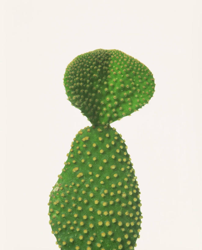 无人,竖图,室内,特写,白天,白色背景,正面,植物,仙人掌,火焰,草药,中药,绿色,摄影,影棚,药材,中草药,中药材,本草,牛舌头,玉芙蓉,仙巴掌,火掌,霸王树,彩图,影棚拍摄,拍摄