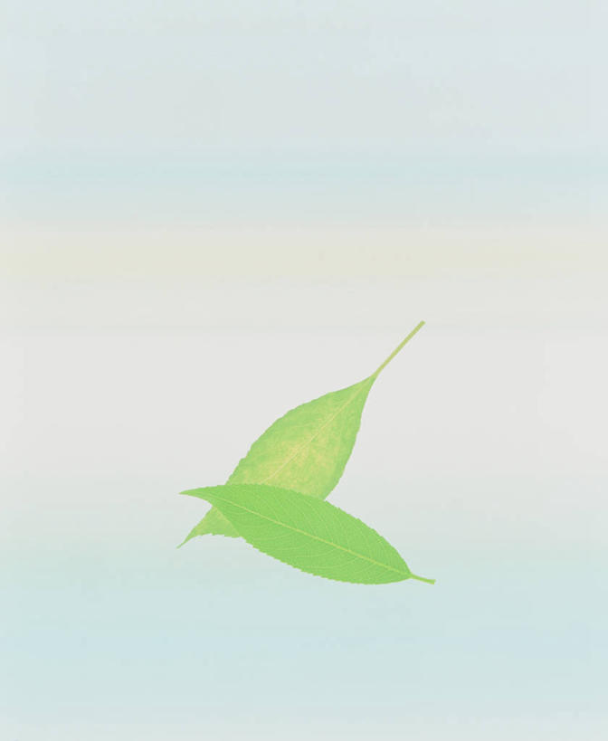 无人,竖图,室内,特写,白天,正面,植物,叶子,阴影,蓝色背景,反射,纹理,影子,绿叶,绿色,嫩叶,摄影,影棚,两匹,肌理,叶,叶片,叶脉,彩图,影棚拍摄,拍摄