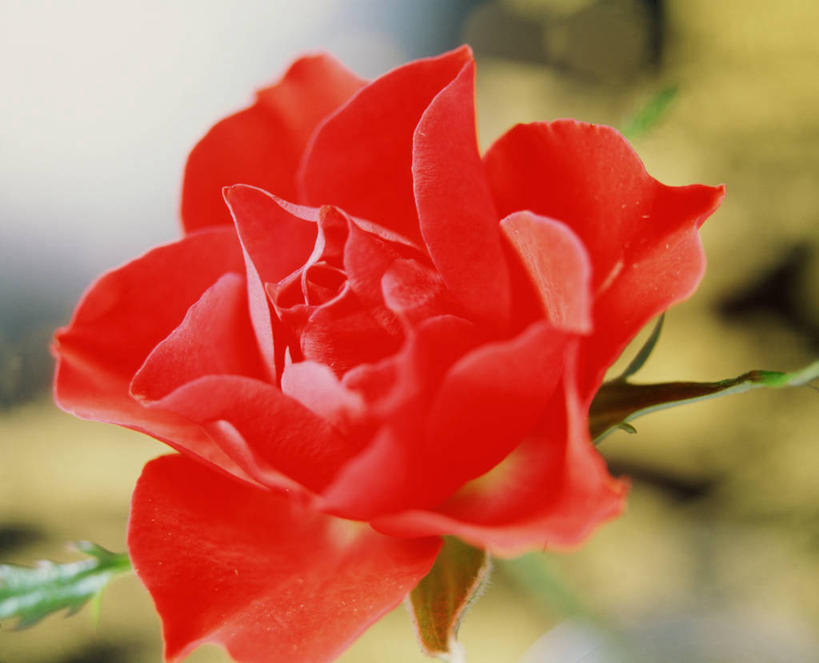 无人,横图,室外,特写,白天,正面,爱情,幸福,纯洁,热情,美景,玫瑰,阴影,朦胧,模糊,光线,影子,景观,玫瑰花,浪漫,一朵,红色,阳光,自然,温暖,温馨,景色,恩爱,红玫瑰,和睦,自然风光,感动,尊敬,天真,刺玫花,徘徊花,彩图,融洽