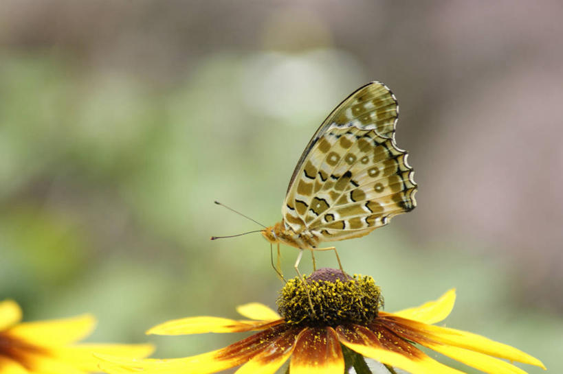无人,站,横图,室外,特写,白天,侧面,美景,蝴蝶,阴影,朦胧,模糊,盛开,光线,昆虫,影子,景观,花蕾,停留,花,花瓣,花朵,鲜花,两朵,一只,黄色,阳光,自然,动物,花苞,花蕊,站着,菊花,景色,蛱蝶,停止,自然风光,益虫,金光菊,四足蝶,臭菊,黑眼菊,逗留,停顿,站立,彩图,全身,斐豹蛱蝶