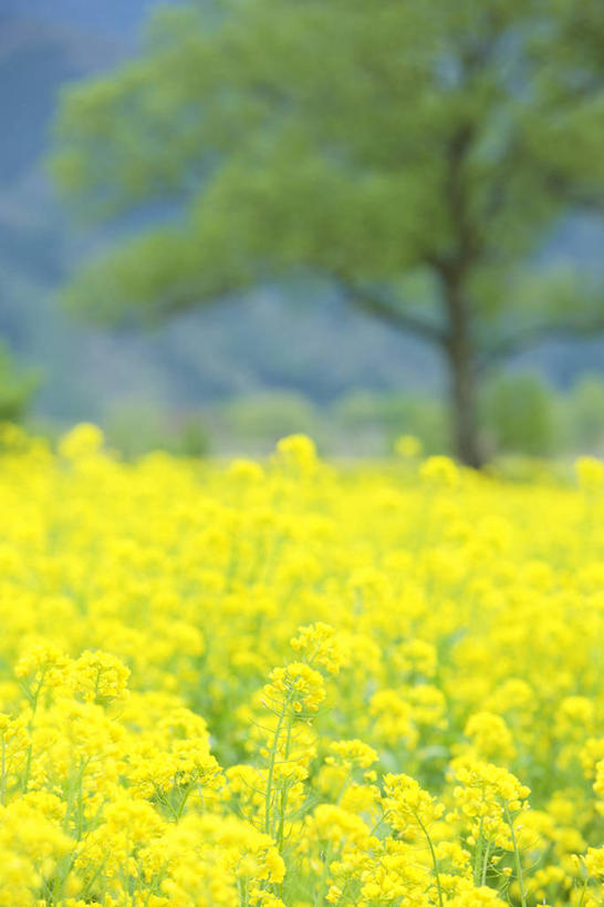 无人,农田,竖图,室外,白天,正面,庄稼,农作物,花海,花圃,美景,树林,植物,叶子,长野县,日本,亚洲,阴影,朦胧,模糊,盛开,光线,影子,景观,花蕾,花,花瓣,花朵,花卉,鲜花,树,树木,黄色,绿色,阳光,自然,花丛,花束,花田,花苞,花蕊,油菜花,景色,生长,成长,自然风光,东亚,本州,本州岛,日本国,中部地方,长野,彩图,耕地,庄稼田,油菜花田,饭山市,芸苔,芸薹